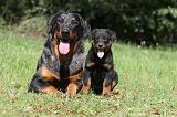 BEAUCERON - ADULTS and PUPPIES 027
